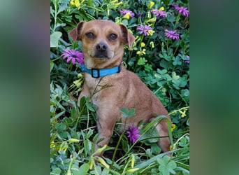 Kleine FIlly wartet in Portugal auf unserem Tierschutzhof!