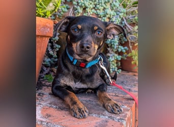 Kleine Kiri wartet in Portugal auf unserem Tierschutzhof!