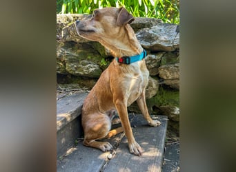 Kleine Lila wartet in Portugal auf unserem Tierschutzhof!