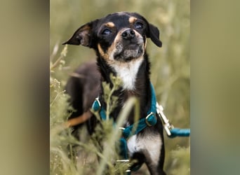 Pflegehund Paulo wartet in 49324 Melle auf dich!