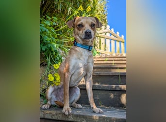 Kleine Lila wartet in Portugal auf unserem Tierschutzhof!