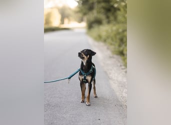 Pflegehund Paulo wartet in 49324 Melle auf dich!