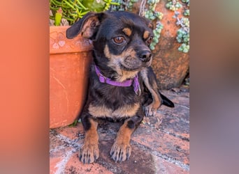 Kleine Pebbles wartet in Portugal auf unserem Tierschutzhof!