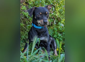 Kleine Kiri wartet in Portugal auf unserem Tierschutzhof!