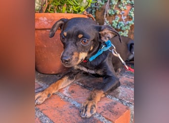 Kleine Kiri wartet in Portugal auf unserem Tierschutzhof!