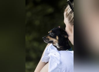 Pflegehund Paulo wartet in 49324 Melle auf dich!