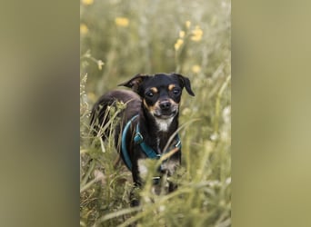Pflegehund Paulo wartet in 49324 Melle auf dich!