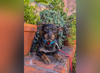 Kleine Kiri wartet in Portugal auf unserem Tierschutzhof!