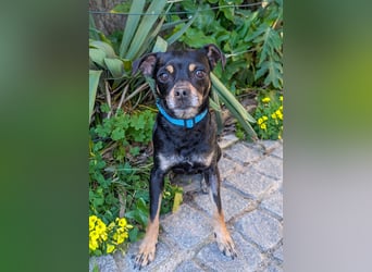 Kleine Kimi wartet auf unserem Tierschutzhof in Portugal!