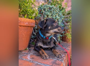 Kleine Kiri wartet in Portugal auf unserem Tierschutzhof!