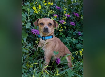 Kleine FIlly wartet in Portugal auf unserem Tierschutzhof!