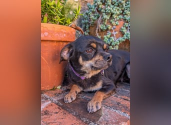 Kleine Pebbles wartet in Portugal auf unserem Tierschutzhof!