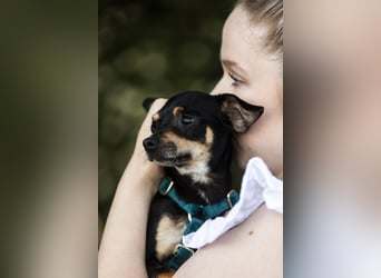 Pflegehund Paulo wartet in 49324 Melle auf dich!