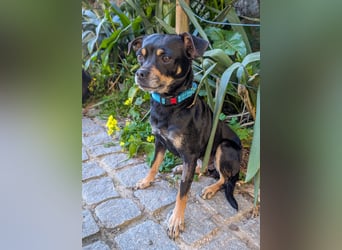 Kleine Kimi wartet auf unserem Tierschutzhof in Portugal!