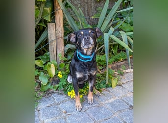 Kleine Kimi wartet auf unserem Tierschutzhof in Portugal!