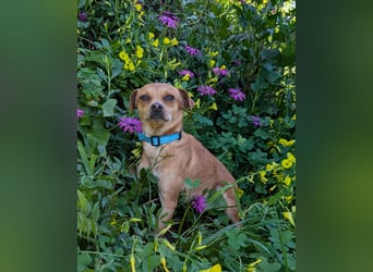 Kleine FIlly wartet in Portugal auf unserem Tierschutzhof!