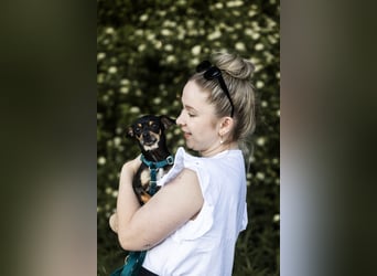 Pflegehund Paulo wartet in 49324 Melle auf dich!