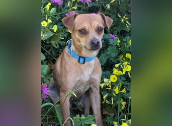 Kleine FIlly wartet in Portugal auf unserem Tierschutzhof!