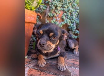 Kleine Pebbles wartet in Portugal auf unserem Tierschutzhof!