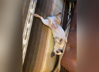 Tequila, kleiner weißer wunderschöner Chi