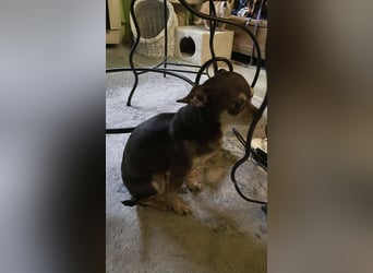 Geli, kleiner Chi Hundebub sucht…