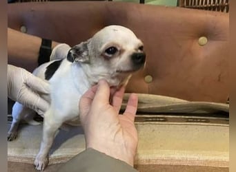 Tequila, kleiner weißer wunderschöner Chi