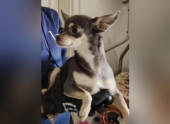 Geli, kleiner Chi Hundebub sucht…