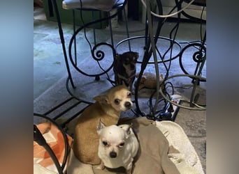 Tequila, kleiner weißer wunderschöner Chi