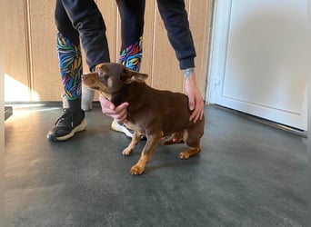 Champ, kleiner CHI sucht ruhiges Zuhause