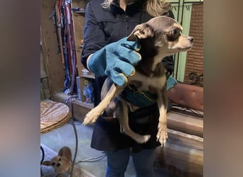 Geli, kleiner Chi Hundebub sucht…