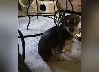 Geli, kleiner Chi Hundebub sucht…