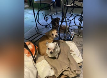 Chili, kleiner freundlicher CHI sucht….