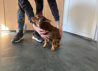 Champ, kleiner CHI sucht ruhiges Zuhause