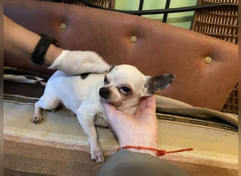 Tequila, kleiner weißer wunderschöner Chi