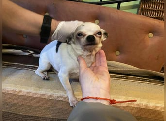 Tequila, kleiner weißer wunderschöner Chi