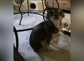 Geli, kleiner Chi Hundebub sucht…