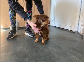 Champ, kleiner CHI sucht ruhiges Zuhause