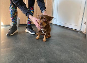 Champ, kleiner CHI sucht ruhiges Zuhause