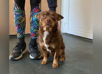 Champ, kleiner CHI sucht ruhiges Zuhause