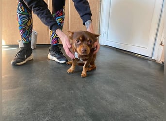 Champ, kleiner CHI sucht ruhiges Zuhause