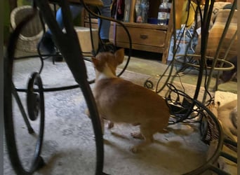 Chili, kleiner freundlicher CHI sucht….