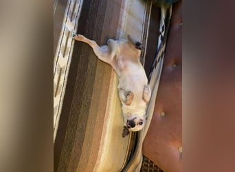 Tequila, kleiner weißer wunderschöner Chi