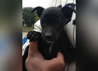 Noel, zauberhafte Chihuahuamischlings Hündin