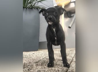 Noel, zauberhafte Chihuahuamischlings Hündin