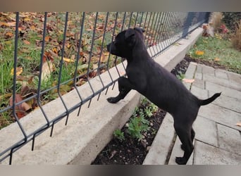 Noel, zauberhafte Chihuahuamischlings Hündin