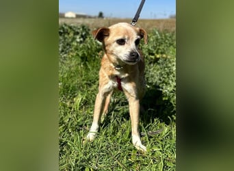 Yaya *Gnadenplatz gesucht*