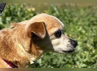 Yaya *Gnadenplatz gesucht*