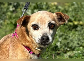 Yaya *Gnadenplatz gesucht*