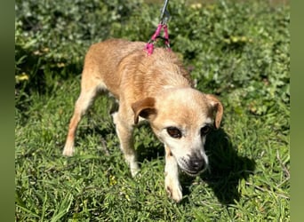 Yaya *Gnadenplatz gesucht*