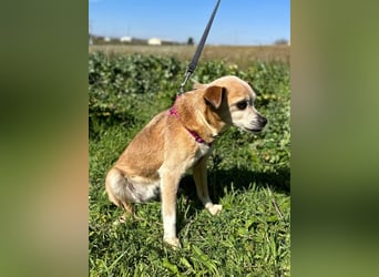 Yaya *Gnadenplatz gesucht*